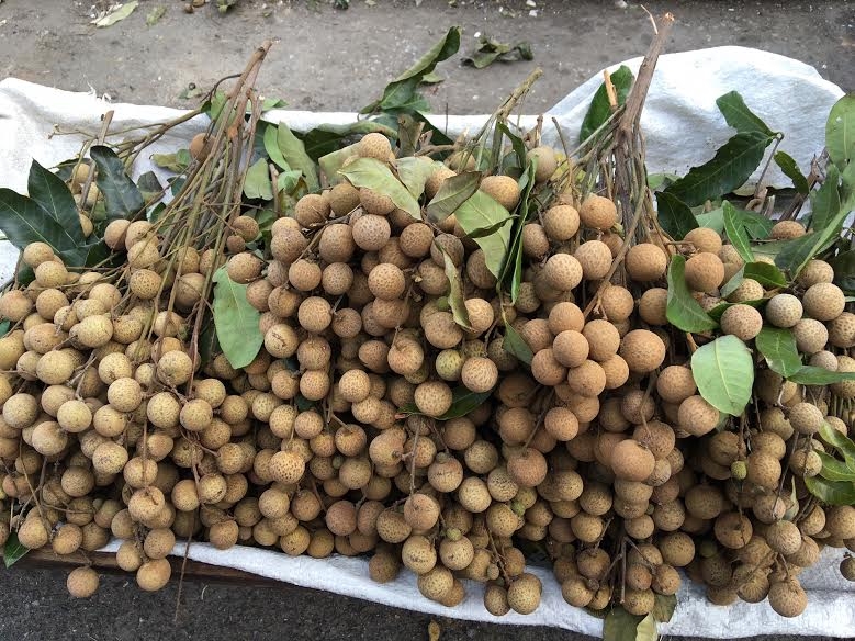 nhãn lồng hưng yên, bảo quản hoa quả, bảo quản hoa quả bằng lưu huỳnh, chất lưu huỳnh, hoa quả tươi lâu nhờ lưu huỳnh, vỏ hoa quả sáng đẹp, cách nhận biết nhãn