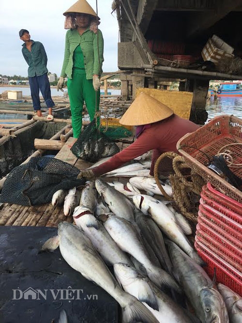 quang ngai: hang ngan ca long chet chua ro vi sao, thiet hai tien ty hinh anh 1
