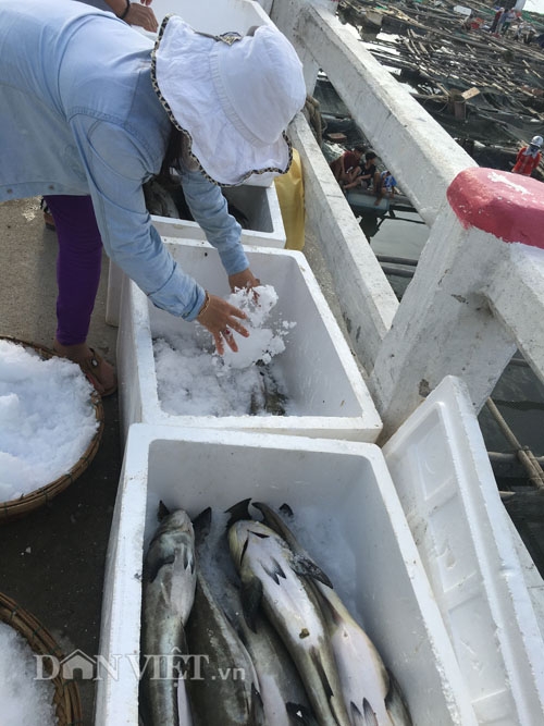 quang ngai: hang ngan ca long chet chua ro vi sao, thiet hai tien ty hinh anh 2
