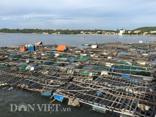 quang ngai: hang ngan ca long chet chua ro vi sao, thiet hai tien ty hinh anh 3