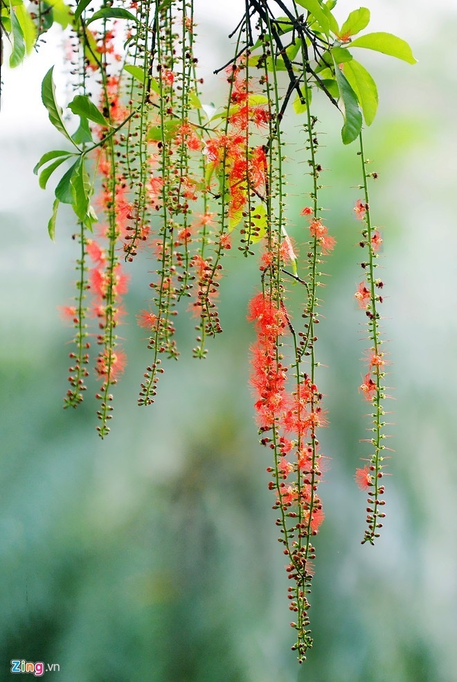 điểm đến, du lịch, tam giác mạch, Hà Giang, Huế, Tây Ninh