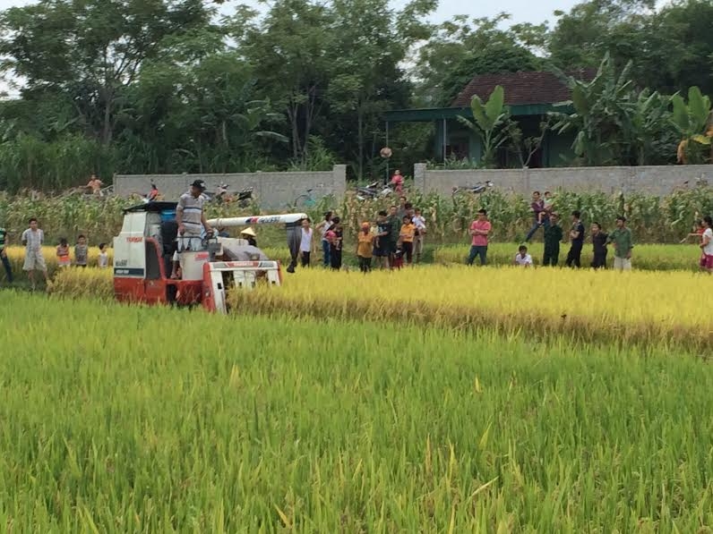 nghe an: di gat thue van phai dong phi? hinh anh 3