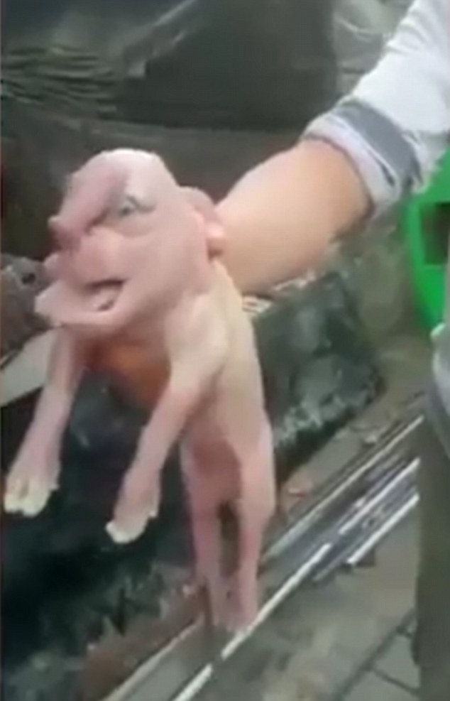 Xuất hiện lợn con mặt giống người với 