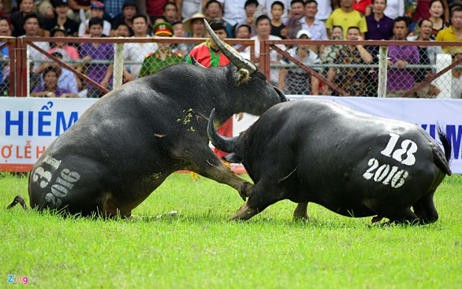 Trau choi Do Son bi huc chet khi vua xung tran hinh anh 2