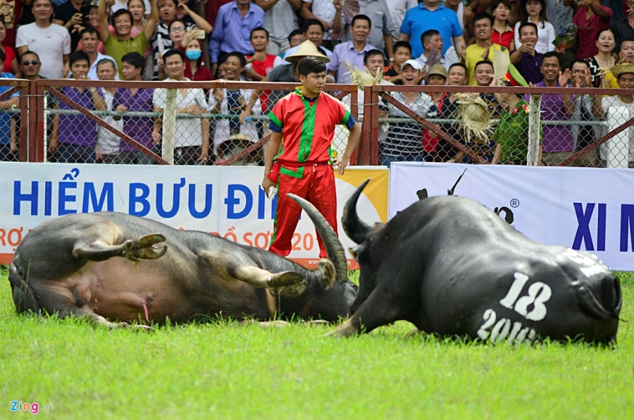 Trau choi Do Son bi huc chet khi vua xung tran hinh anh 3