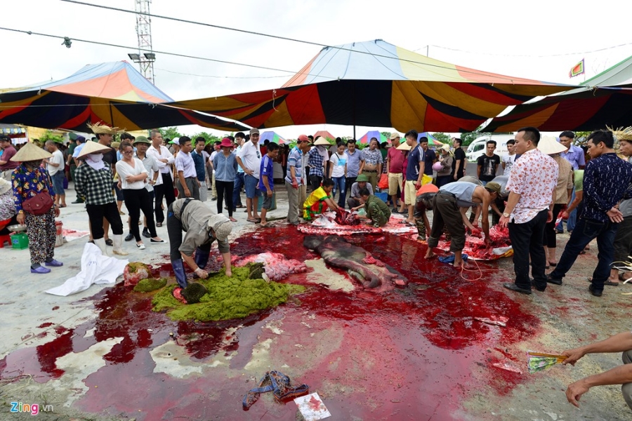 Trau choi Do Son bi huc chet khi vua xung tran hinh anh 17