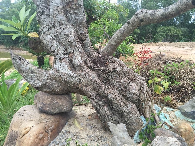 Giám đốc sở, Thừa Thiên Huế, biệt phủ, xây dựng trái phép