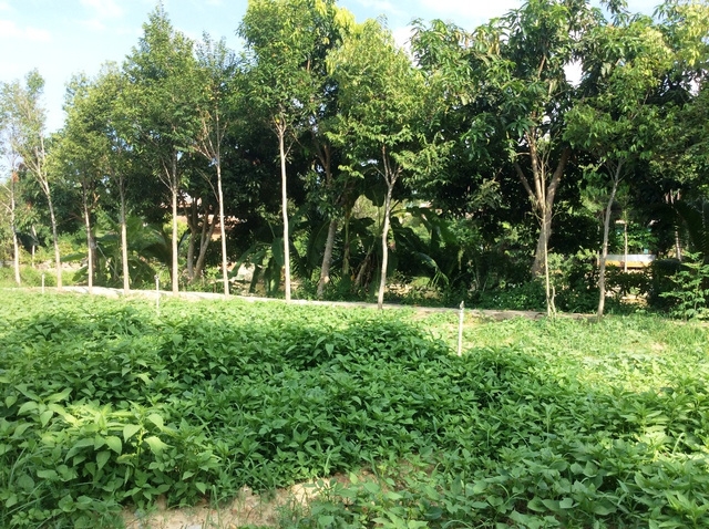  Vườn cây và rau. 