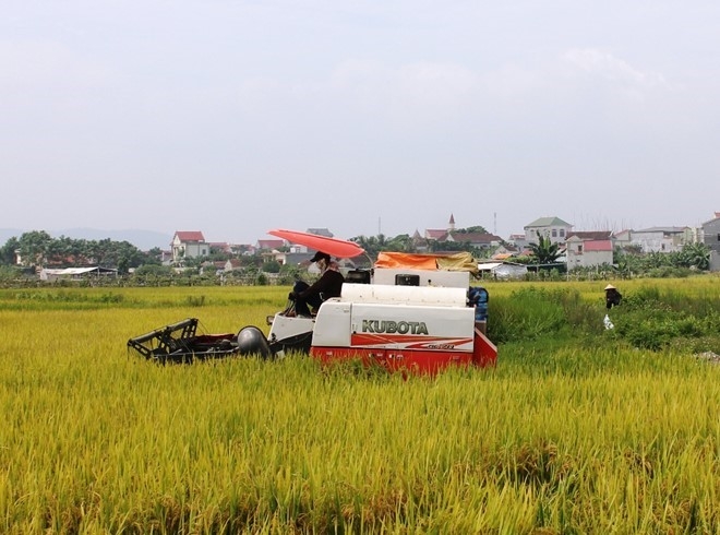 Pho chu tich thi tran ra duong chan may gat lua xuong dong hinh anh 1