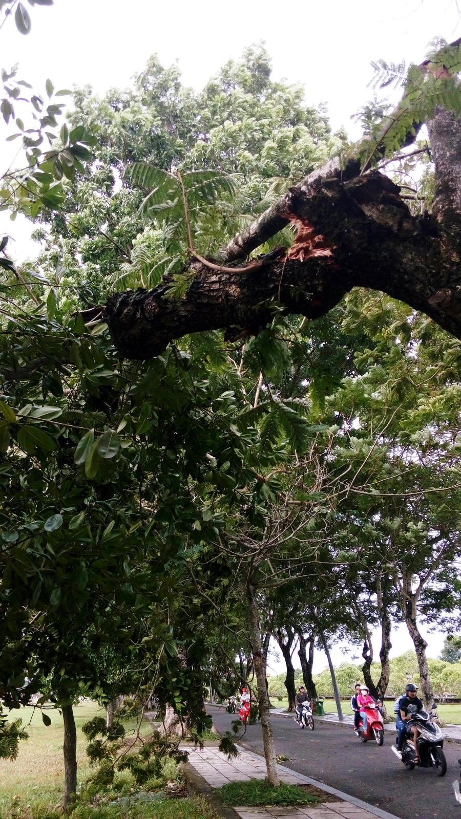 Bão số 4 'tấn công' miền Trung: Cây xanh ngã đổ la liệt, người đi đường bị gió thổi liêu xiêu - ảnh 6
