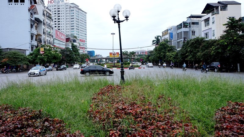 Cắt cỏ, chăm sóc cây cảnh, đường đẹp nhất, Hà Nội, Thủ đô, mọc um tùm