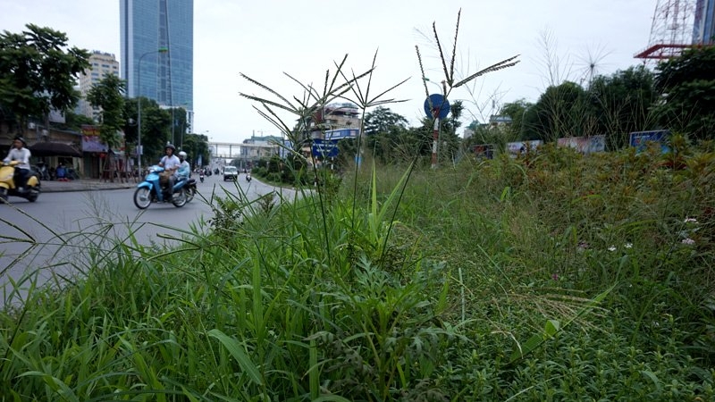 Cắt cỏ, chăm sóc cây cảnh, đường đẹp nhất, Hà Nội, Thủ đô, mọc um tùm