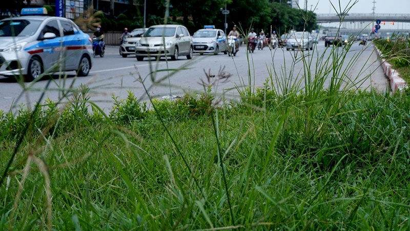 Cắt cỏ, chăm sóc cây cảnh, đường đẹp nhất, Hà Nội, Thủ đô, mọc um tùm