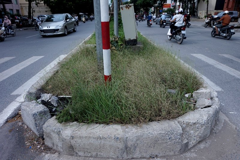 Cắt cỏ, chăm sóc cây cảnh, đường đẹp nhất, Hà Nội, Thủ đô, mọc um tùm
