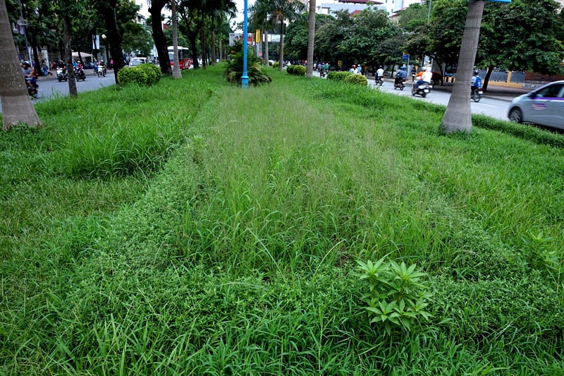 Cắt cỏ, chăm sóc cây cảnh, đường đẹp nhất, Hà Nội, Thủ đô, mọc um tùm