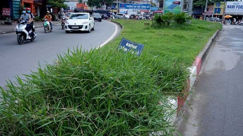 Cắt cỏ, chăm sóc cây cảnh, đường đẹp nhất, Hà Nội, Thủ đô, mọc um tùm