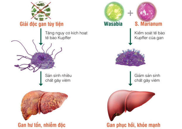 Tinh chất Wasabia và S. Marianum thiên nhiên (có trong Hewel) có khả năng kiểm soát tế bào Kupffer, giảm thiểu số lượng tế bào gan bị huỷ hoại và tăng cường khả năng giải độc, chống độc, bảo vệ gan.