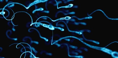 Phát hiện chấn động: Cặp đôi đồng tính nam có thể sinh con với nhau - ảnh 2
