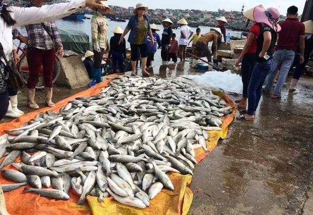 cá chết, cá chết ở Nghi Sơn, xả thải, vệt nước đen, công ty lọc hóa dầu Nghi Sơn, Thanh Hóa