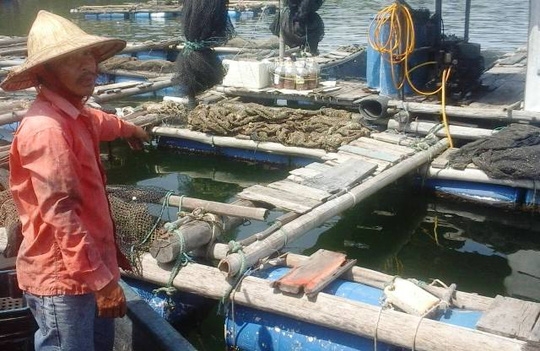 cá chết, cá chết ở Nghi Sơn, xả thải, vệt nước đen, công ty lọc hóa dầu Nghi Sơn, Thanh Hóa