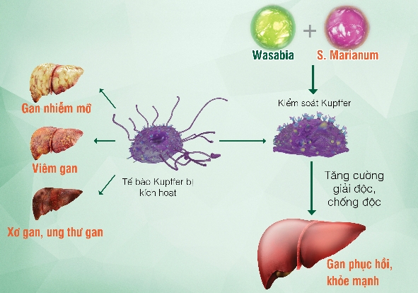 dau-hieu-canh-bao-gan-nhiem-doc-va-cach-giai-doc-khoa-hoc-1