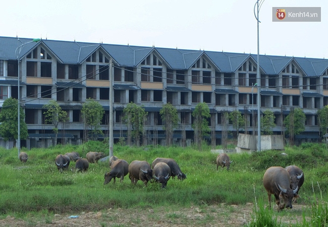 Biệt thự tiền tỷ biến thành nơi nuôi nhốt, chăn thả trâu bò ở Hà Nội - Ảnh 11.