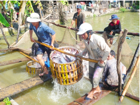 Ca tra sap bay thuong lai Trung Quoc hinh anh 1