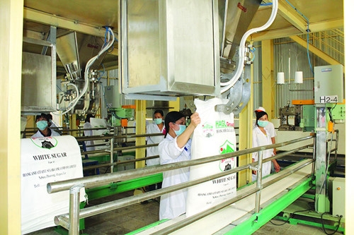  Sản xuất mía đường của Tập đoàn Hoàng Anh Gia Lai Ảnh: Minh Trần 