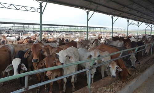  Trang trại nuôi bò của Hoàng Anh Gia Lai 