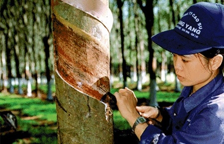 Thu nhập lao động ở công ty mẹ Tập đoàn cao su vẫn đạt cao