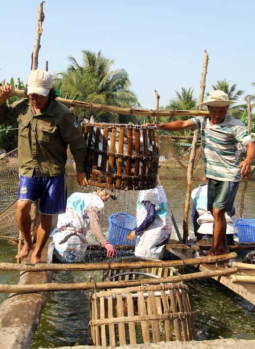  Người dân quận Ô Môn, TP.Cần Thơ thu hoạch cá tra. Ảnh: H.X 