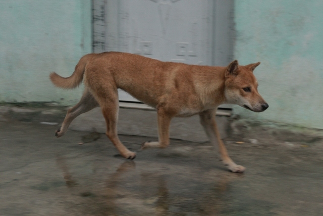 mot xa co hang chuc nguoi bi cho can, 1 nguoi tu vong hinh anh 1