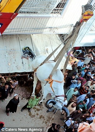 Dùng cần cẩu ‘giải cứu’ đàn bò trên... sân thượng - ảnh 3