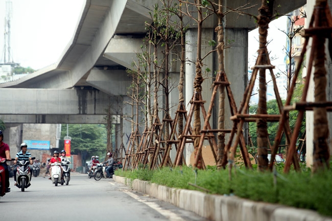 vi sao ha noi trong cay xanh duoi gam duong sat? hinh anh 1