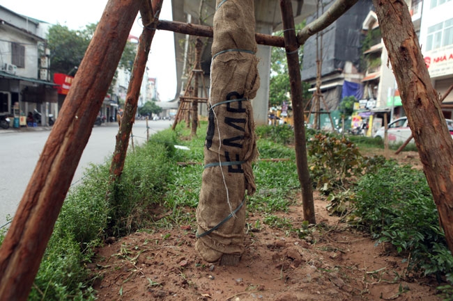 vi sao ha noi trong cay xanh duoi gam duong sat? hinh anh 6