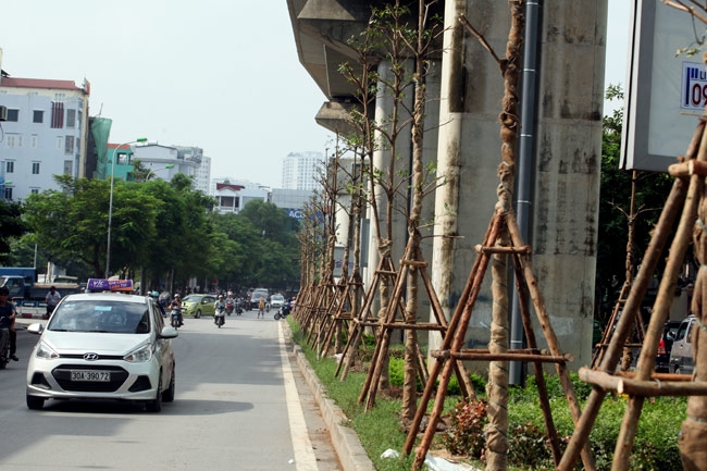 vi sao ha noi trong cay xanh duoi gam duong sat? hinh anh 8