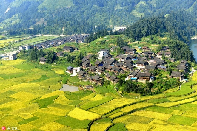 Mùa thu nhuộm sắc vàng ở Trung Quốc