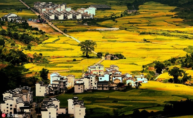 Mùa thu nhuộm sắc vàng ở Trung Quốc