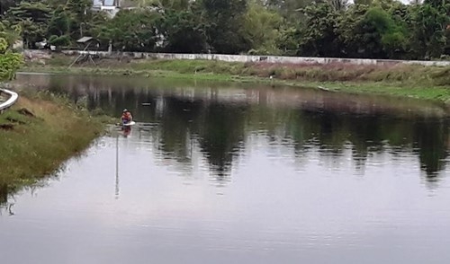TT-Huế: Cá chết bất thường trên các sông ở Quảng Điền - ảnh 1