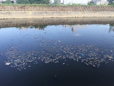 Cá chết dày đặc ở kênh Đa Cô, Đà Nẵng - ảnh 5