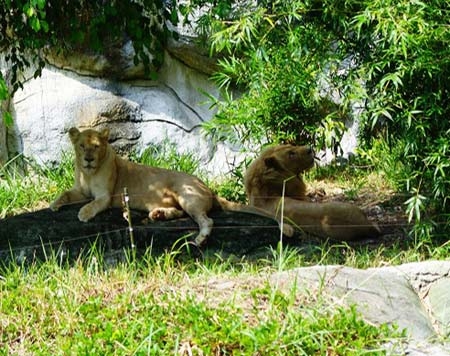 Nhà giàu Việt, đại gia Việt, nuôi nhốt thú dữ, nuôi thú lạ, nuôi chó, nuôi chó ngao, nuôi hổ, Lê Thanh Thản, Dũng lò vôi