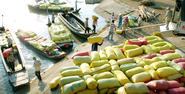 Tiêu thụ lúa gạo đang gặp khó khăn