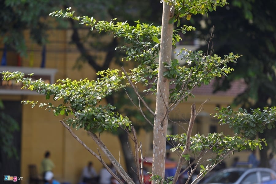 Ha Noi trong cay duoi luoi dien 110 KV hinh anh 5