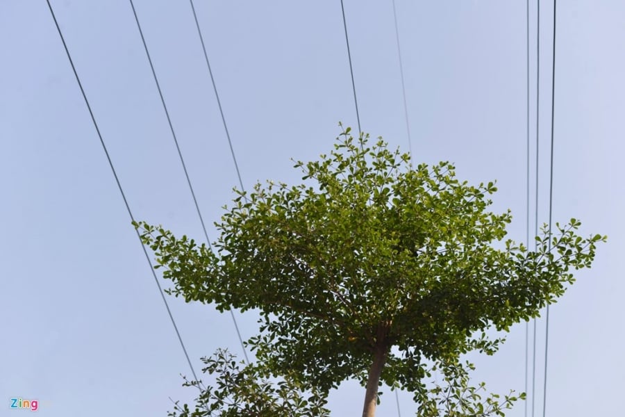 Ha Noi trong cay duoi luoi dien 110 KV hinh anh 7
