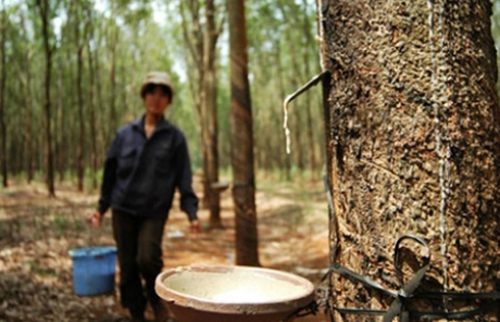 doanh-nghiep-o-at-ban-thao-cay-cao-su