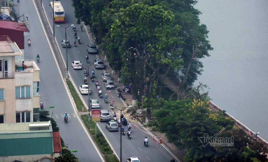 cây xanh hà nội, di chuyển cây xanh, chặt cây xanh, hà nội