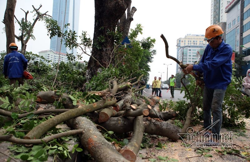 cây xanh hà nội, di chuyển cây xanh, chặt cây xanh, hà nội