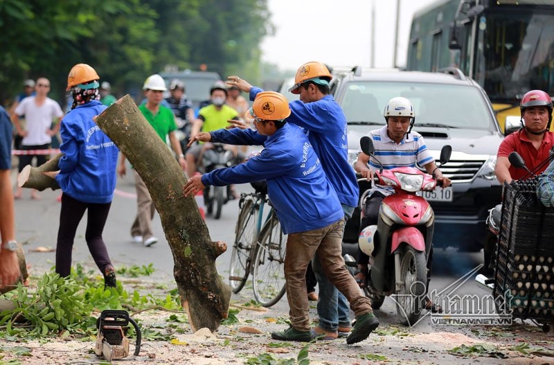 cây xanh hà nội, di chuyển cây xanh, chặt cây xanh, hà nội