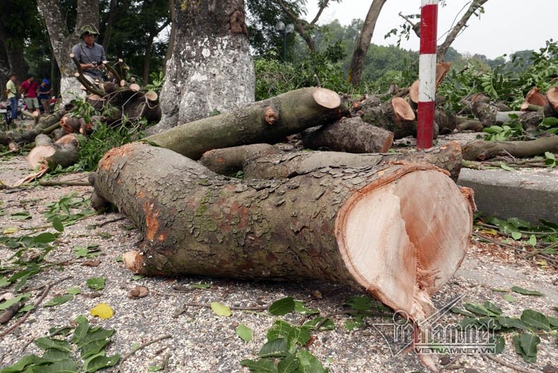 cây xanh hà nội, di chuyển cây xanh, chặt cây xanh, hà nội