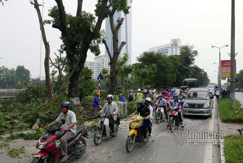cây xanh hà nội, di chuyển cây xanh, chặt cây xanh, hà nội